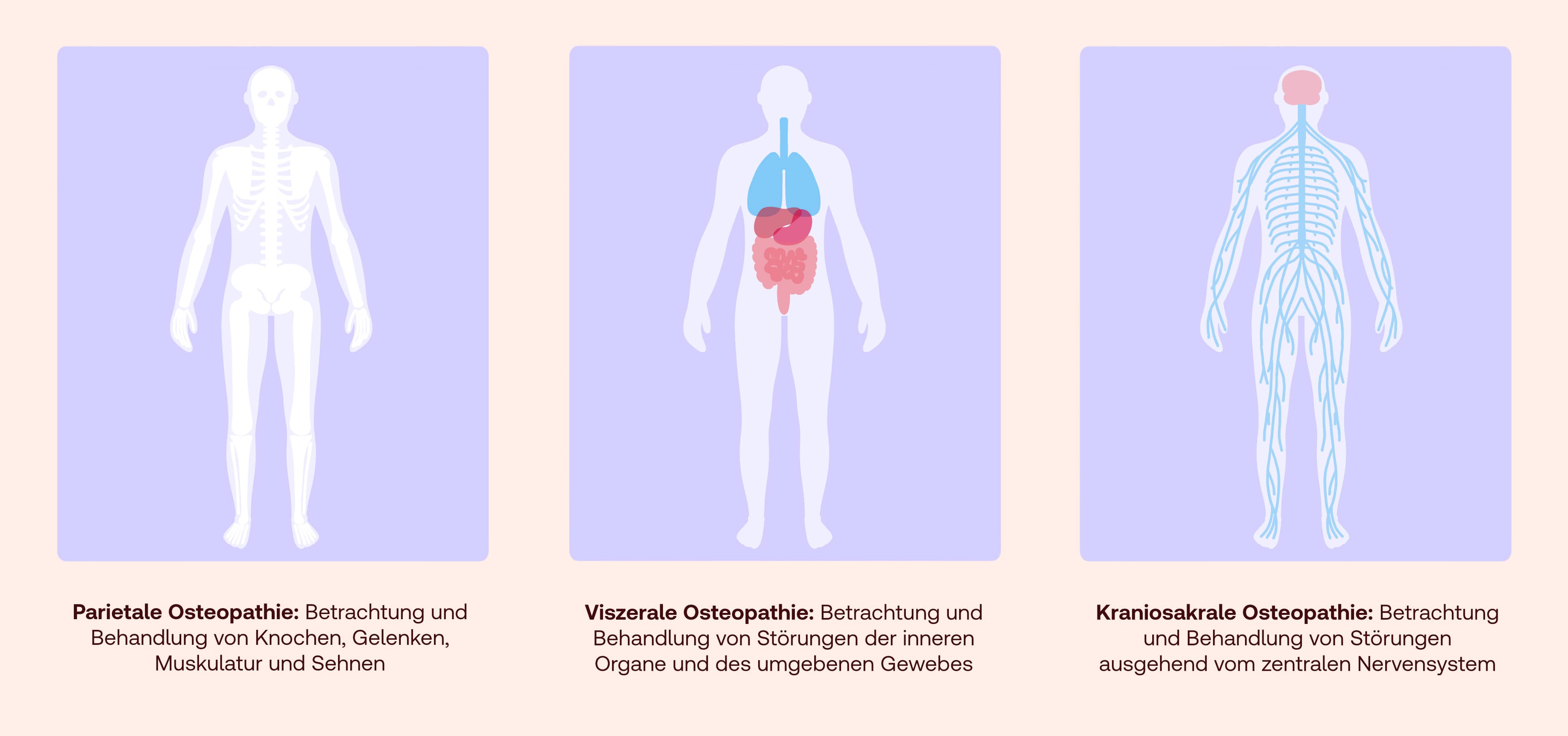 Teilbereiche Osteopathie