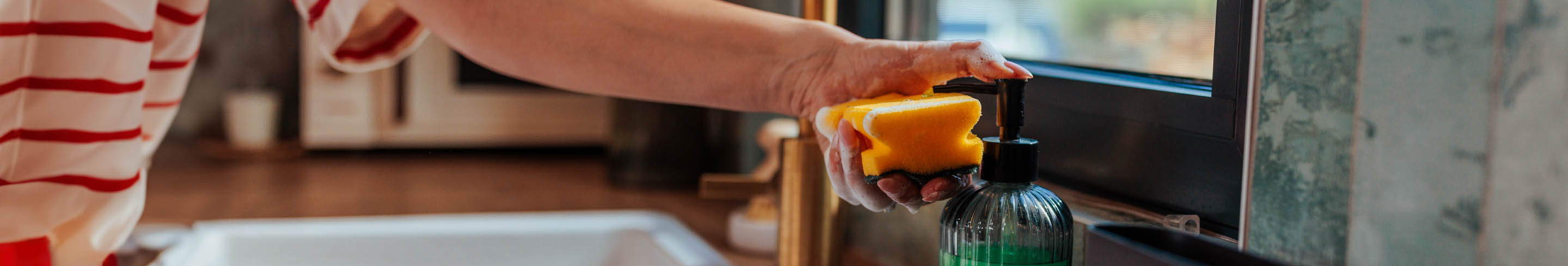 Infotext zum Thema Schwämme