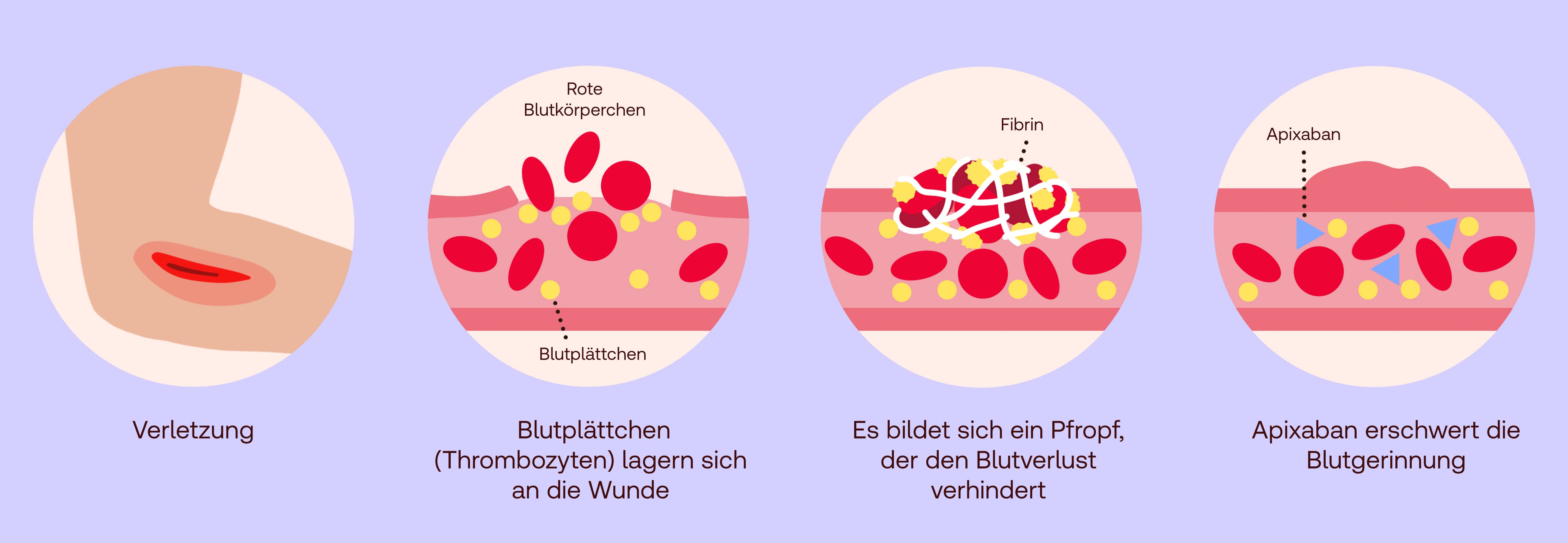 Apixaban Wirkung