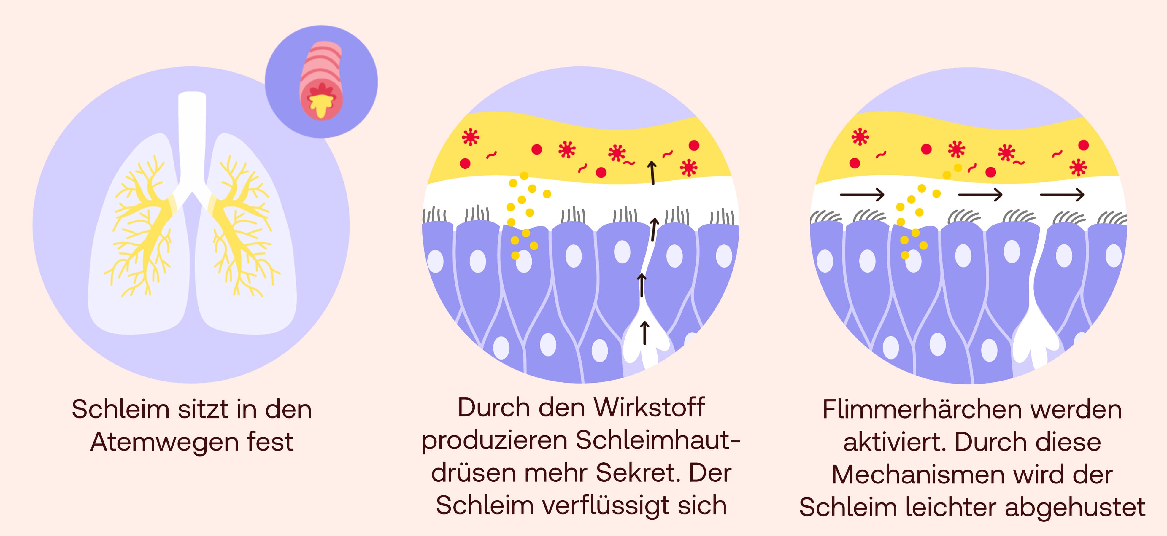 Bromhexin Wirkung