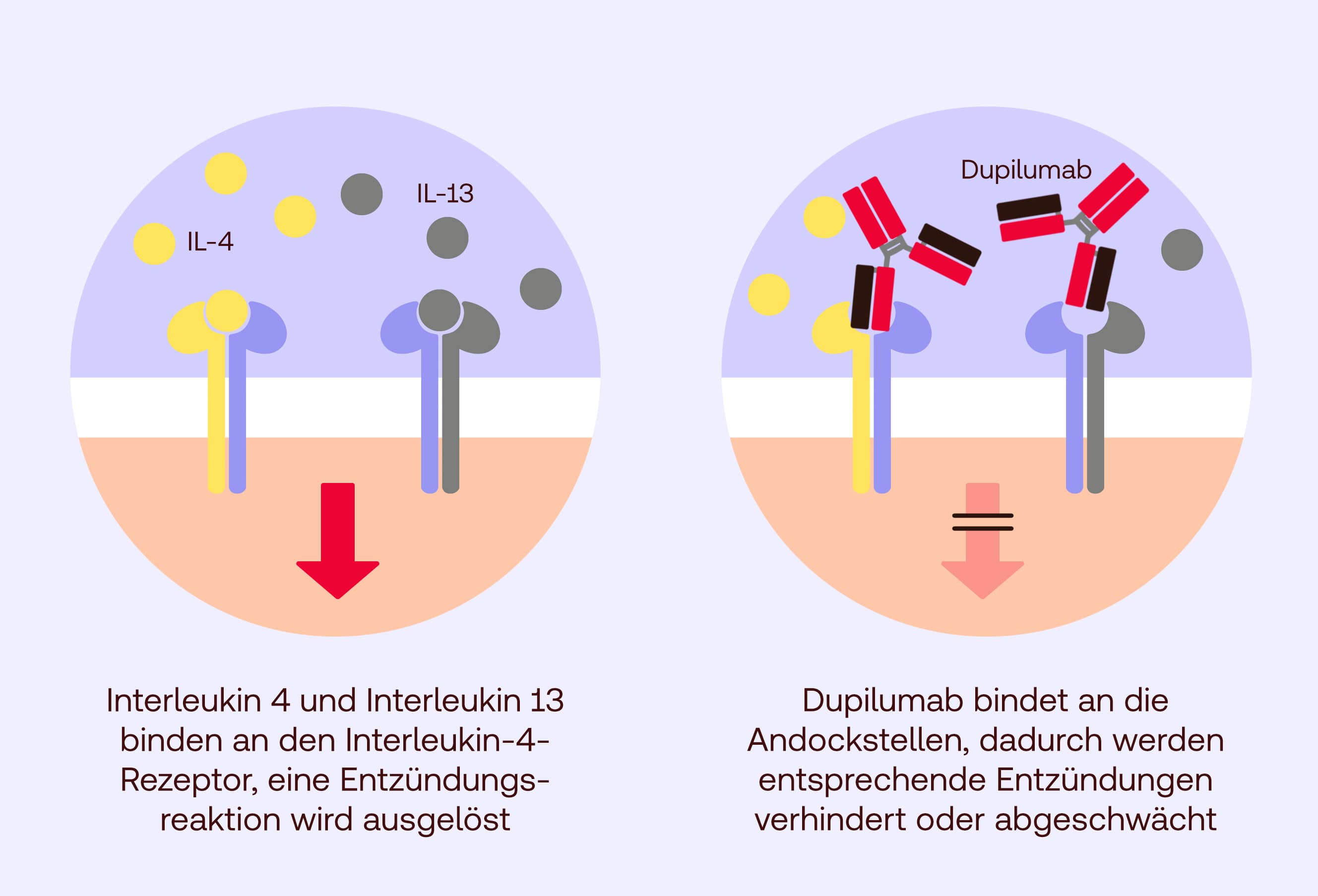 Dupilumab Wirkung