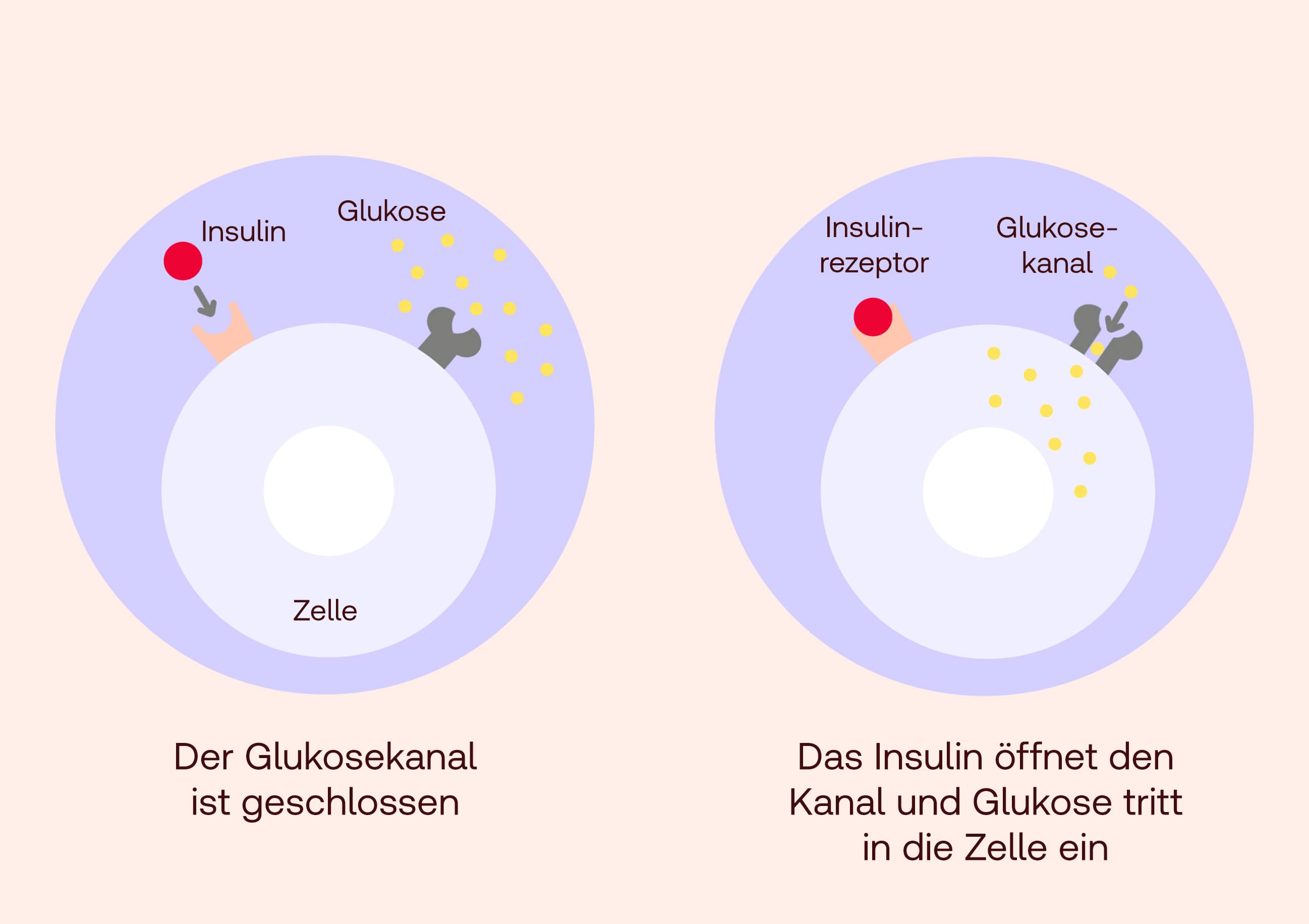 Insulin Wirkung