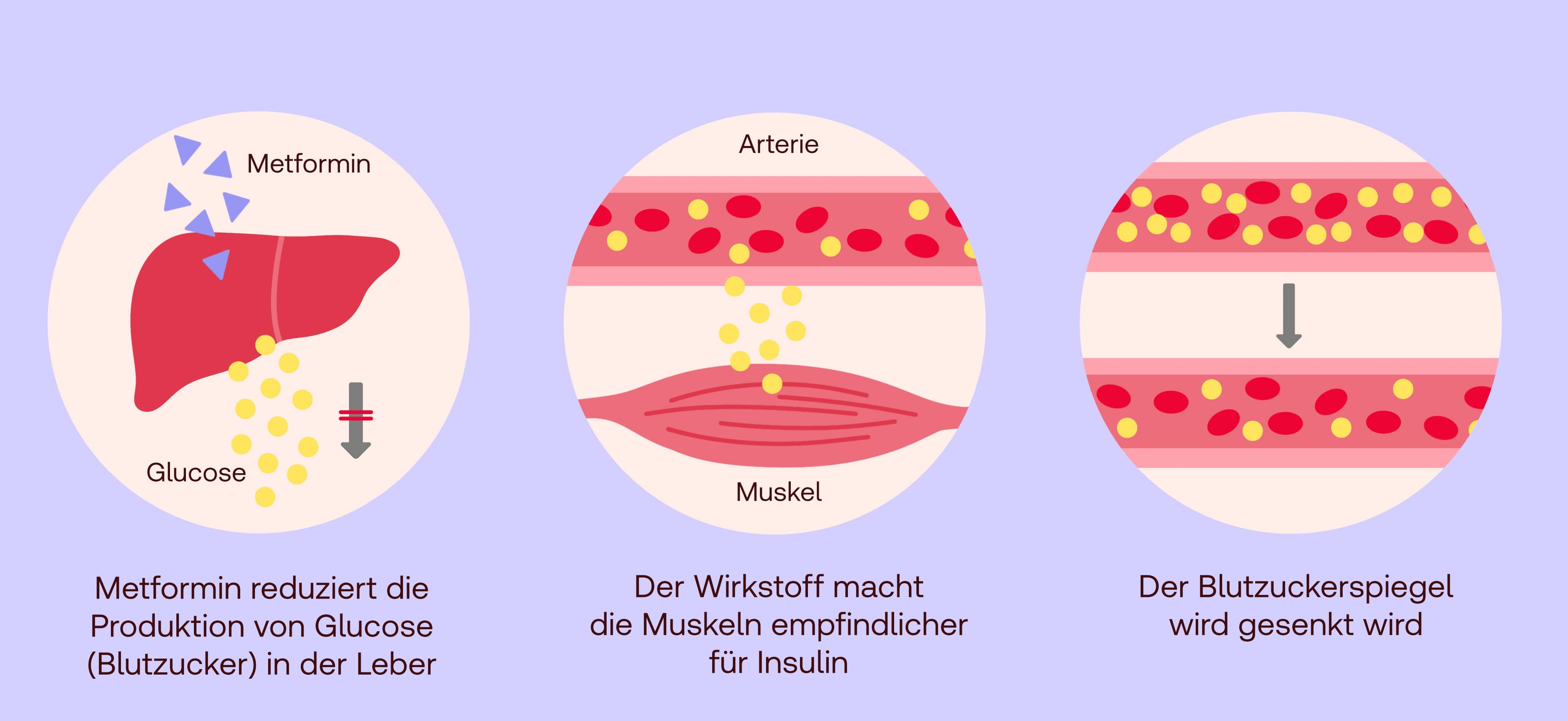 Metformin Wirkung