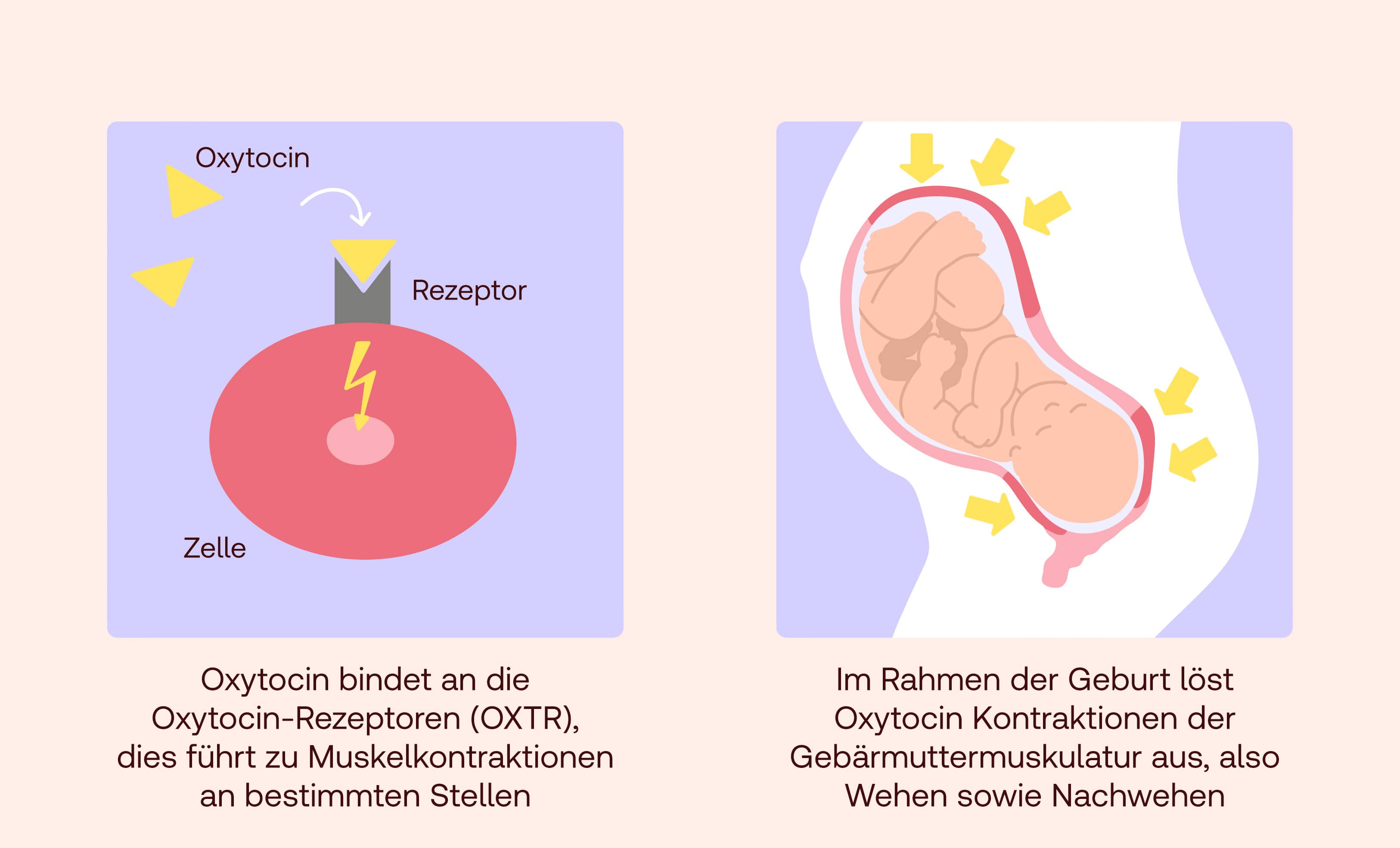 Oxytocin Wirkung