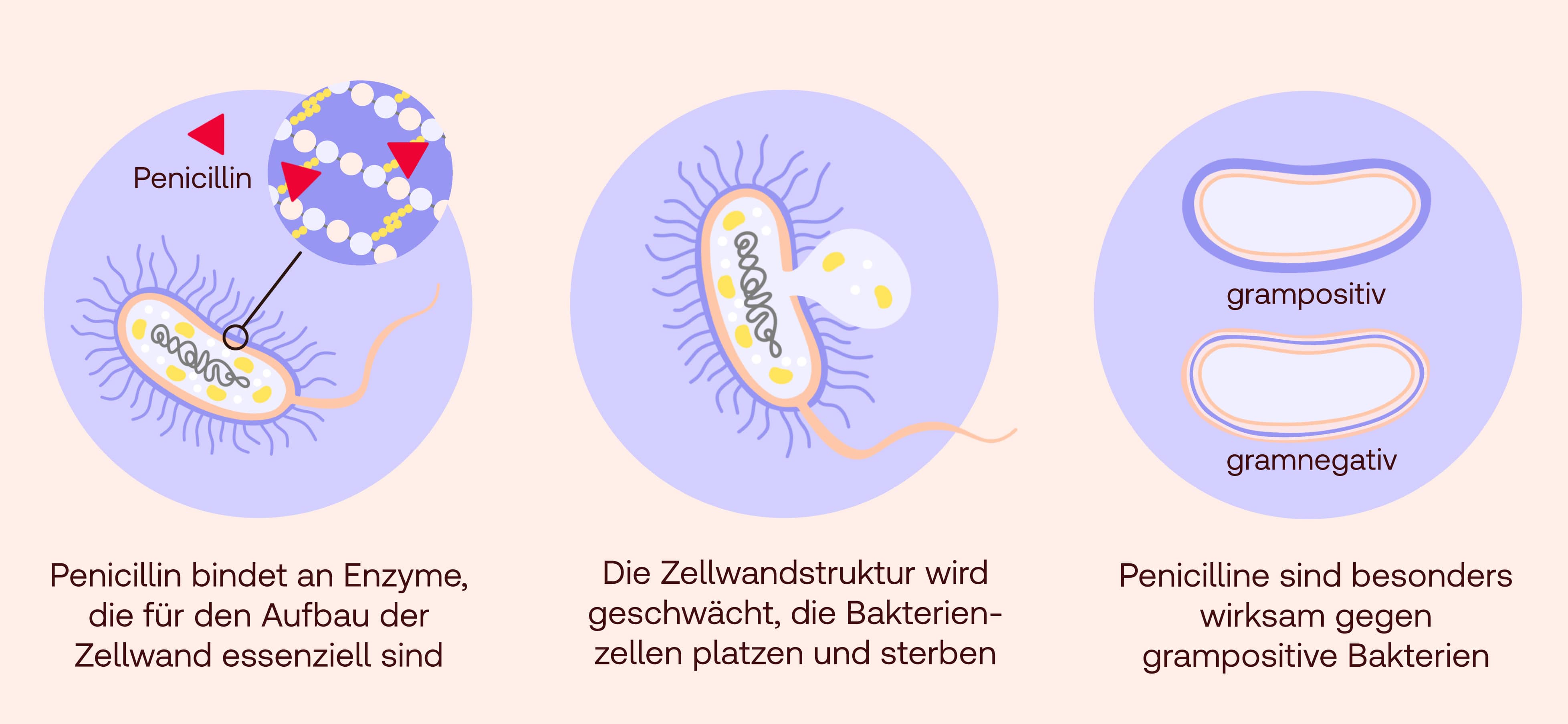 Penicillin Wirkung