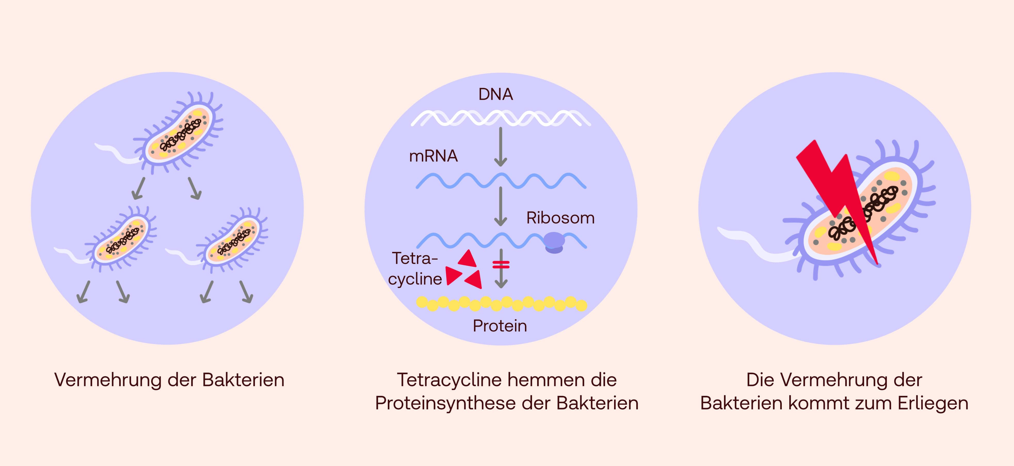 Tetracycline Wirkung