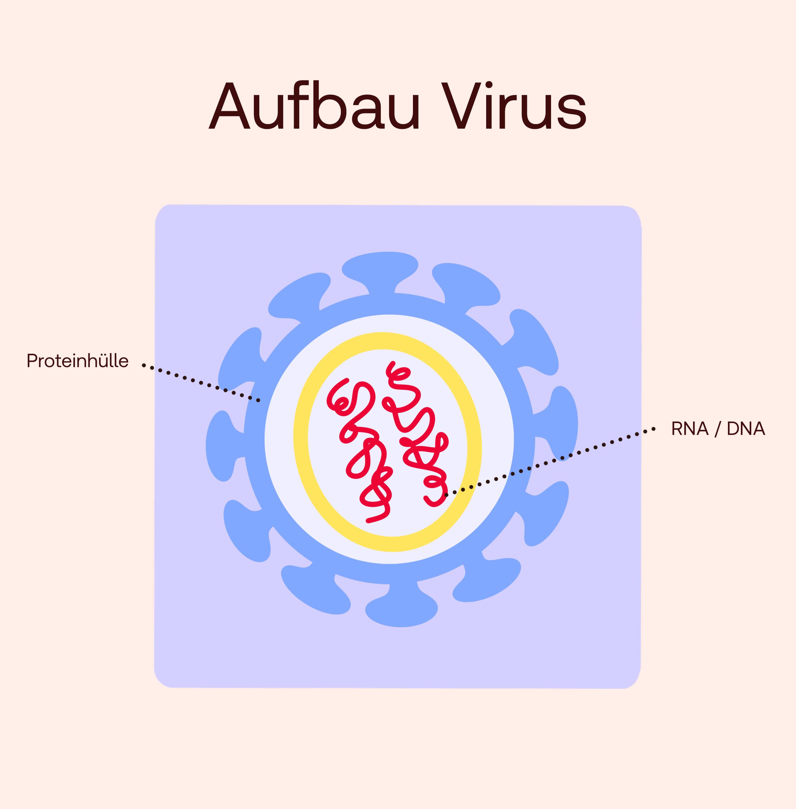 Aufbau Virus