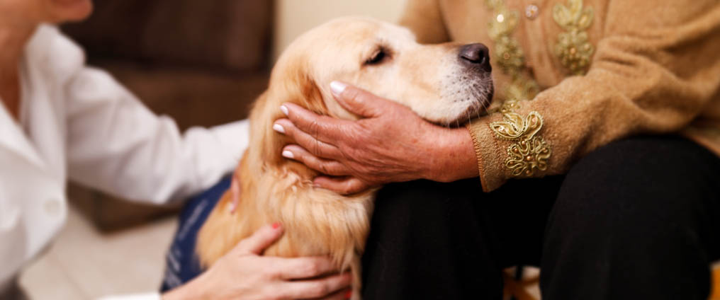 Tiergestützte Therapie – tierische Begleiter in der Behandlung